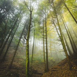Preview wallpaper forest, trees, trunks, fog