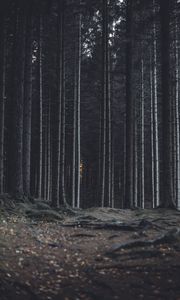 Preview wallpaper forest, trees, trunks, dark