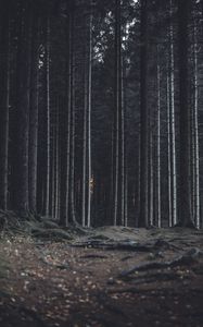 Preview wallpaper forest, trees, trunks, dark