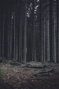 Preview wallpaper forest, trees, trunks, dark