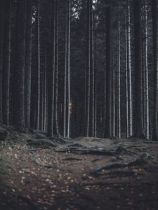Preview wallpaper forest, trees, trunks, dark