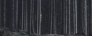 Preview wallpaper forest, trees, trunks, dark