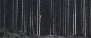 Preview wallpaper forest, trees, trunks, dark