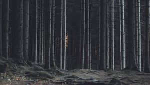 Preview wallpaper forest, trees, trunks, dark