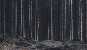 Preview wallpaper forest, trees, trunks, dark