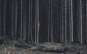 Preview wallpaper forest, trees, trunks, dark