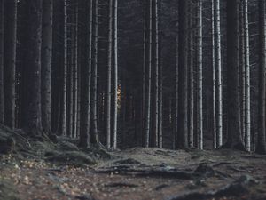 Preview wallpaper forest, trees, trunks, dark