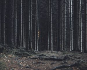 Preview wallpaper forest, trees, trunks, dark