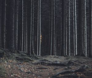 Preview wallpaper forest, trees, trunks, dark