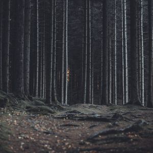 Preview wallpaper forest, trees, trunks, dark