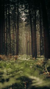 Preview wallpaper forest, trees, trunks, grass