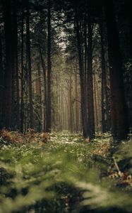 Preview wallpaper forest, trees, trunks, grass