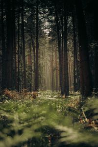 Preview wallpaper forest, trees, trunks, grass