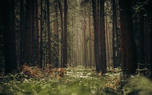 Preview wallpaper forest, trees, trunks, grass