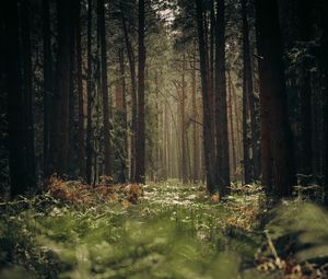 Preview wallpaper forest, trees, trunks, grass
