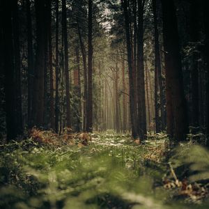Preview wallpaper forest, trees, trunks, grass