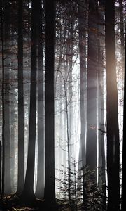 Preview wallpaper forest, trees, twilight, sunlight, fog