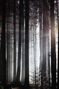Preview wallpaper forest, trees, twilight, sunlight, fog