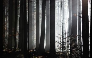 Preview wallpaper forest, trees, twilight, sunlight, fog