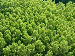 Preview wallpaper forest, trees, view from above