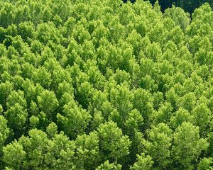 Preview wallpaper forest, trees, view from above