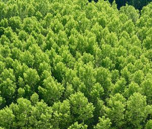 Preview wallpaper forest, trees, view from above