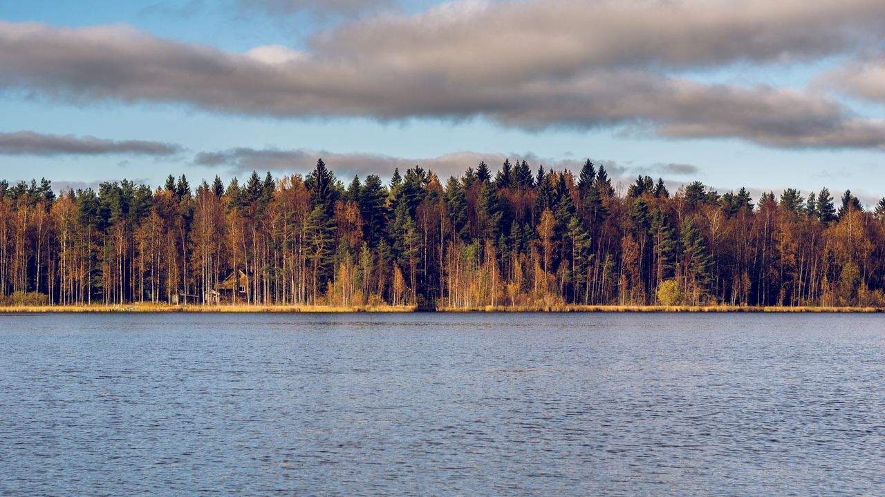 Wallpaper forest, trees, water, autumn, landscape
