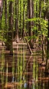 Preview wallpaper forest, trees, water, reflection, nature