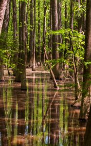 Preview wallpaper forest, trees, water, reflection, nature