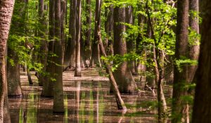 Preview wallpaper forest, trees, water, reflection, nature