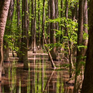 Preview wallpaper forest, trees, water, reflection, nature