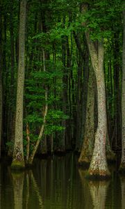 Preview wallpaper forest, trees, water, nature, flood