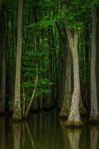 Preview wallpaper forest, trees, water, nature, flood