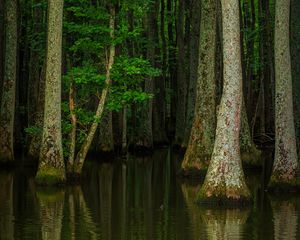 Preview wallpaper forest, trees, water, nature, flood