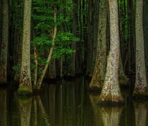 Preview wallpaper forest, trees, water, nature, flood