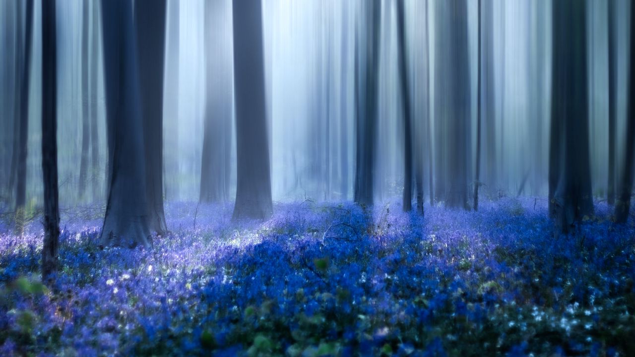 Wallpaper forest, trees, wild flowers, fog, blur, illusion