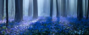 Preview wallpaper forest, trees, wild flowers, fog, blur, illusion