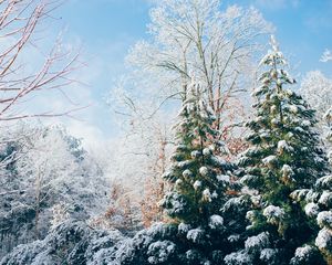 Preview wallpaper forest, trees, winter, snow