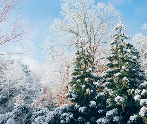 Preview wallpaper forest, trees, winter, snow