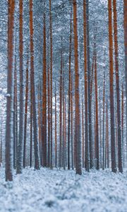 Preview wallpaper forest, trees, winter, snow, minimalism