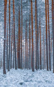 Preview wallpaper forest, trees, winter, snow, minimalism