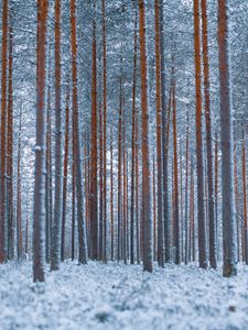 Preview wallpaper forest, trees, winter, snow, minimalism