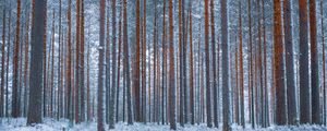 Preview wallpaper forest, trees, winter, snow, minimalism