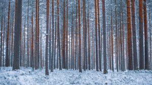 Preview wallpaper forest, trees, winter, snow, minimalism