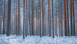 Preview wallpaper forest, trees, winter, snow, minimalism