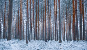 Preview wallpaper forest, trees, winter, snow, minimalism