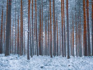 Preview wallpaper forest, trees, winter, snow, minimalism