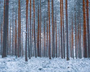 Preview wallpaper forest, trees, winter, snow, minimalism