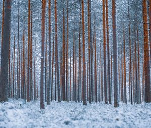 Preview wallpaper forest, trees, winter, snow, minimalism