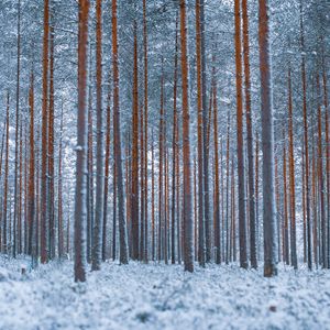 Preview wallpaper forest, trees, winter, snow, minimalism